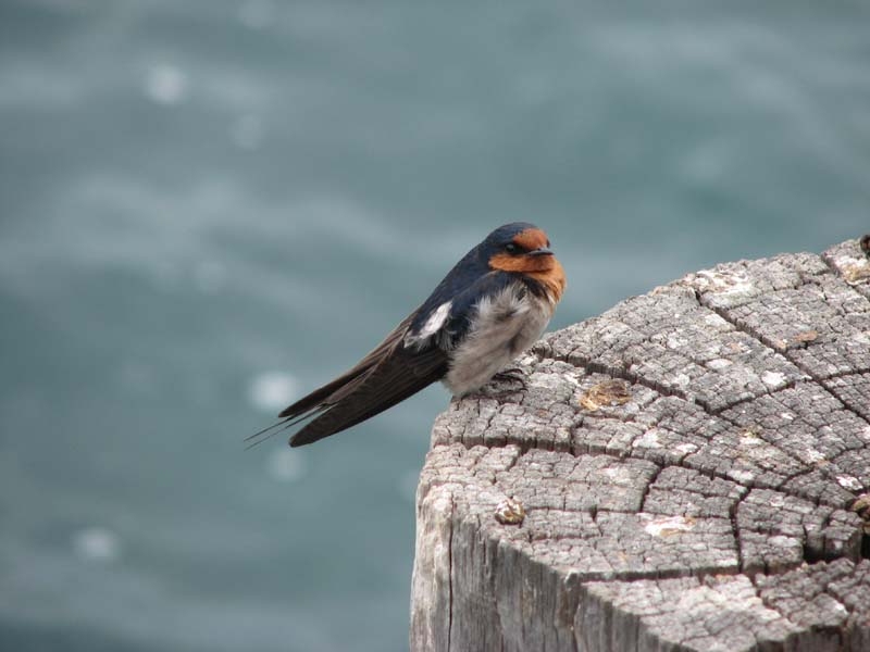 Swallow